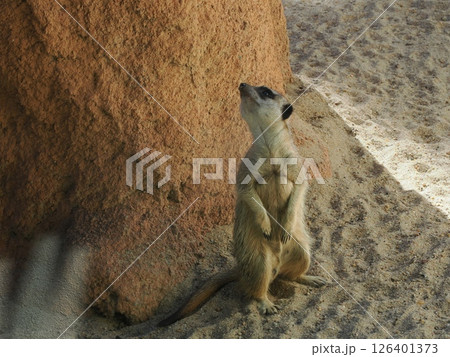 Rockhampton Zoo のミーアキャット　ロックハンプトン　オーストラリア 126401373