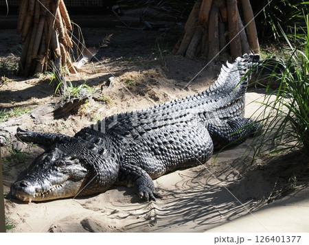 Rockhampton Zoo のイリエワニ ロックハンプトン オーストラリア Rockhampton Zoo のイリエワニ ロックハンプトン オーストラリア 126401377