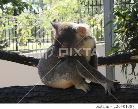 Rockhampton Zoo のコアラ　ロックハンプトン　オーストラリア 126401387
