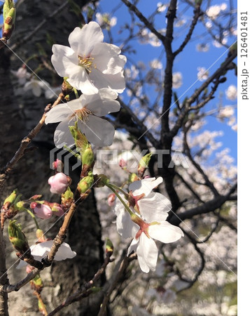 晴天の下で咲く桜 126401481