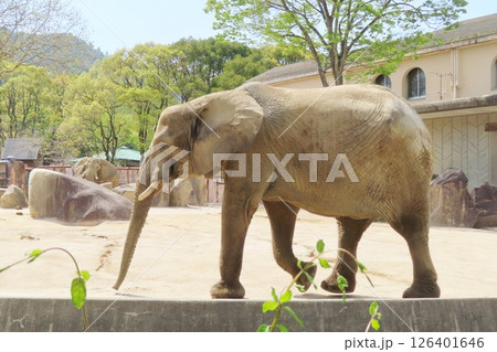妊娠中のマルミミゾウ 126401646