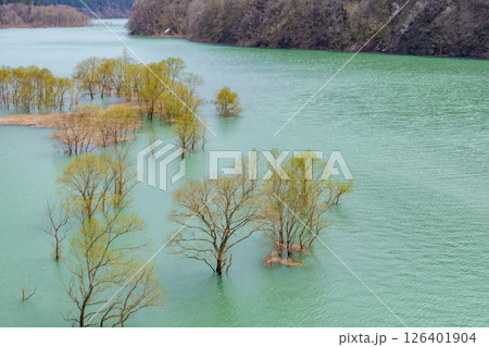 秋扇湖の水没林。日本、秋田 126401904
