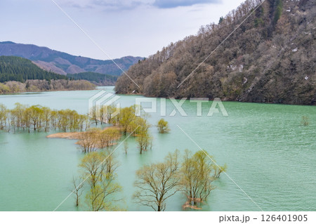 秋扇湖の水没林。日本、秋田 126401905