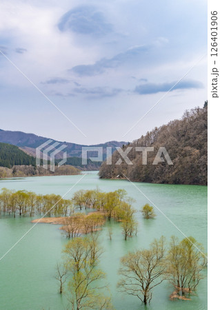 秋扇湖の水没林。日本、秋田 秋扇湖の水没林。日本、秋田 126401906