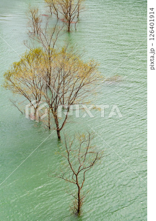 秋扇湖の水没林。日本、秋田 秋扇湖の水没林。日本、秋田 126401914