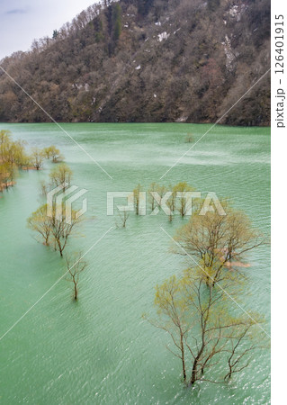 秋扇湖の水没林。日本、秋田 秋扇湖の水没林。日本、秋田 126401915