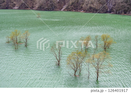 秋扇湖の水没林。日本、秋田 126401917
