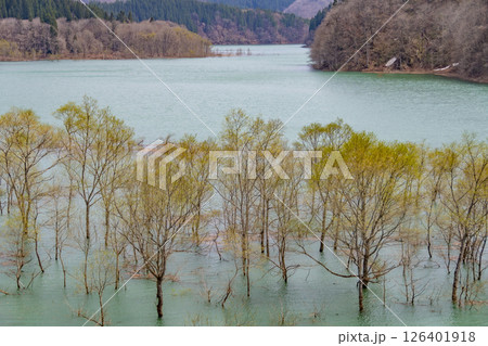 秋扇湖の水没林。日本、秋田 126401918