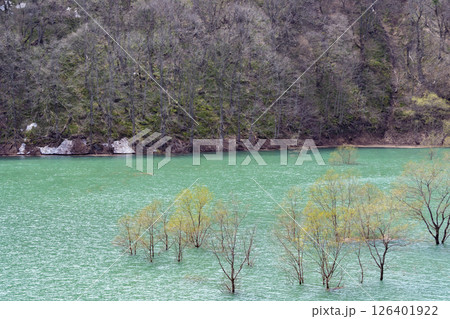 秋扇湖の水没林。日本、秋田 126401922