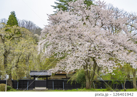 角館、武家屋敷周辺の桜。日本、秋田 126401942
