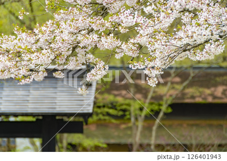 角館、武家屋敷周辺の桜。日本、秋田 126401943