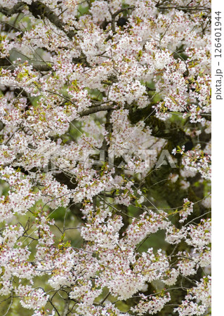 角館、武家屋敷周辺の桜。日本、秋田 126401944