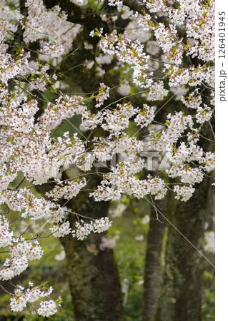 角館、武家屋敷周辺の桜。日本、秋田 126401945