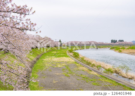 桧木内川堤の桜並木。日本、秋田 126401946