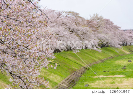 桧木内川堤の桜並木。日本、秋田 126401947