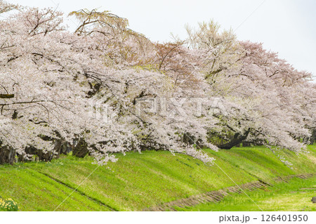 桧木内川堤の桜並木。日本、秋田 126401950