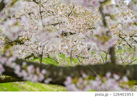 桧木内川堤の桜。日本、秋田 桧木内川堤の桜。日本、秋田 126401953