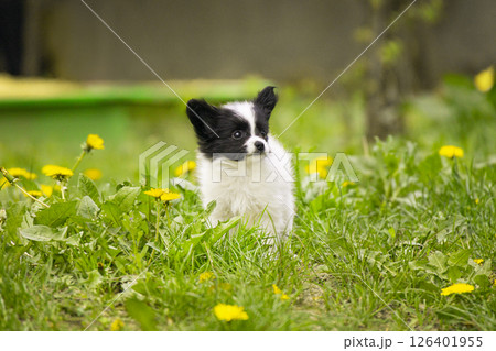 Papillon Puppy in Spring Meadow Papillon Puppy in Spring Meadow 126401955