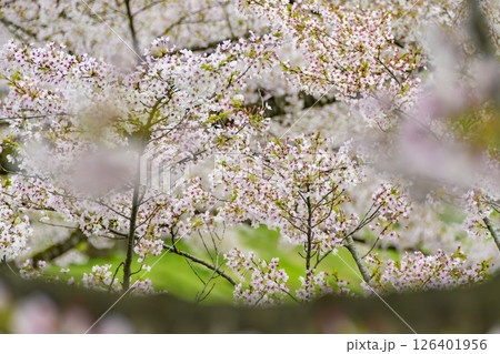 桧木内川堤の桜。日本、秋田 桧木内川堤の桜。日本、秋田 126401956