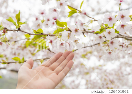 そっと桜に触れる女性の手。日本、秋田 そっと桜に触れる女性の手。日本、秋田 126401961