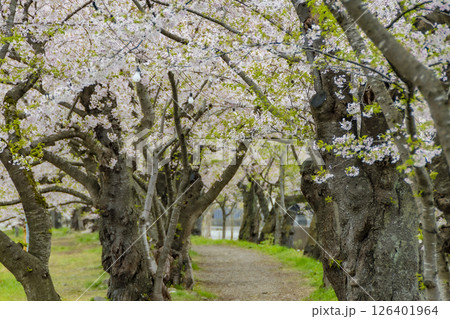 桧木内川堤、桜のトンネル。日本、秋田 126401964