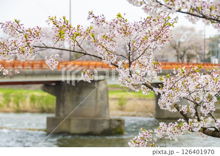 桧木内川堤の桜。日本、秋田 桧木内川堤の桜。日本、秋田 126401970