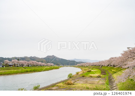 桧木内川堤の桜並木。日本、秋田 桧木内川堤の桜並木。日本、秋田 126401974