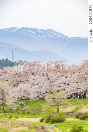 桧木内川堤の桜並木。日本、秋田 126401979