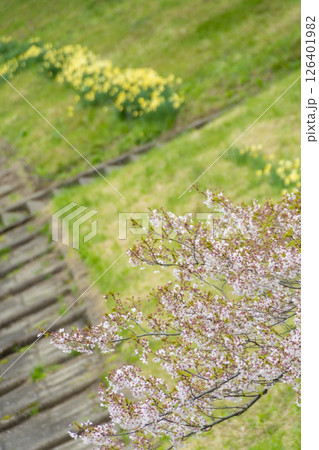 桧木内川堤の桜。日本、秋田 126401982