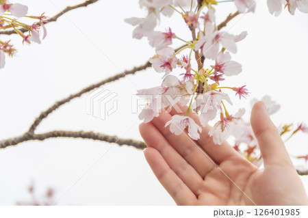 そっと桜に触れる女性の手。 そっと桜に触れる女性の手。 126401985
