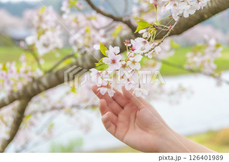 そっと桜に触れる女性の手。 そっと桜に触れる女性の手。 126401989