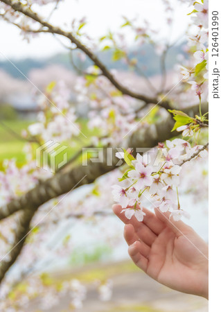 そっと桜に触れる女性の手。 そっと桜に触れる女性の手。 126401990