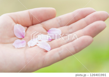 女性の手のひらにそっと乗せられた桜の花びら。 126401991