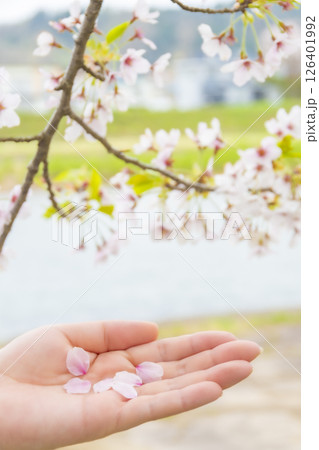女性の手のひらにそっと乗せられた桜の花びら。 女性の手のひらにそっと乗せられた桜の花びら。 126401992