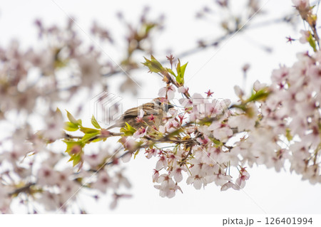 桧木内川堤、桜の枝に止まるスズメ。日本、秋田 桧木内川堤、桜の枝に止まるスズメ。日本、秋田 126401994