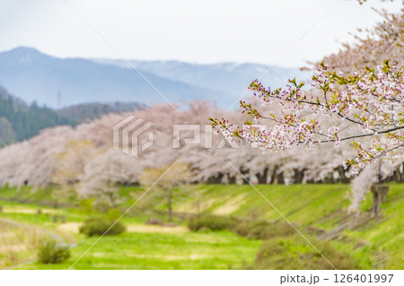 桧木内川堤の桜並木。日本、秋田 桧木内川堤の桜並木。日本、秋田 126401997