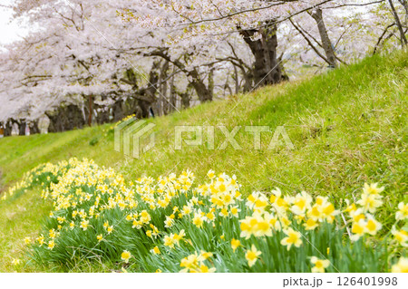 桧木内川堤の桜とスイセン。日本、秋田 桧木内川堤の桜とスイセン。日本、秋田 126401998
