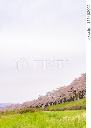 桧木内川堤の桜並木。日本、秋田 桧木内川堤の桜並木。日本、秋田 126402002