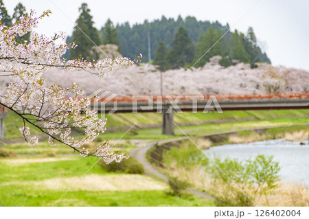 桧木内川堤の桜並木。日本、秋田 126402004