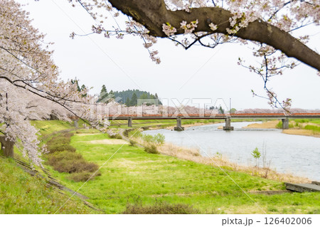 桧木内川堤の桜並木。日本、秋田 126402006