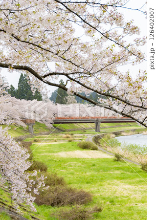 桧木内川堤の桜並木。日本、秋田 126402007