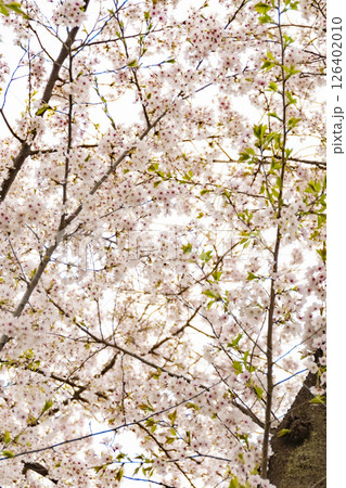 桧木内川堤の桜。日本、秋田 桧木内川堤の桜。日本、秋田 126402010