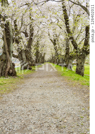 桧木内川堤、桜のトンネル。日本、秋田 126402011