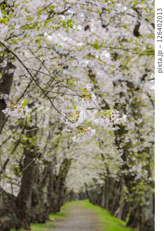 桧木内川堤、桜のトンネル。日本、秋田 126402013