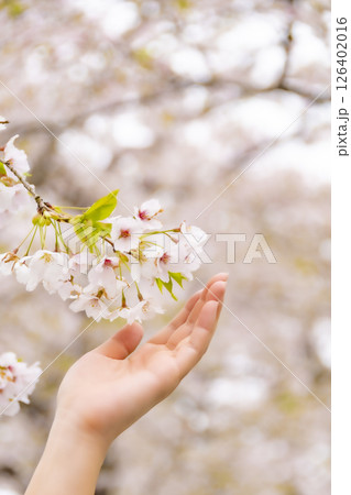 そっと桜に触れる女性の手。 126402016