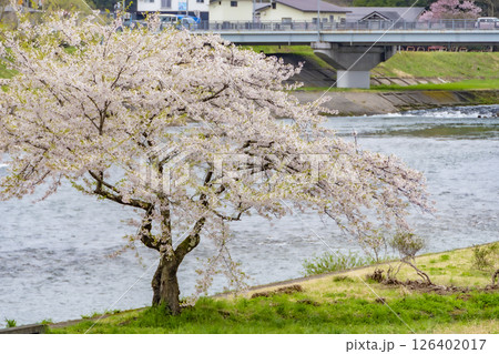 桧木内川堤の桜。日本、秋田 桧木内川堤の桜。日本、秋田 126402017