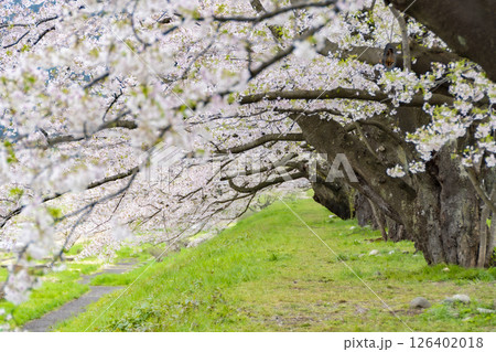 桧木内川堤、桜のトンネル。日本、秋田 126402018