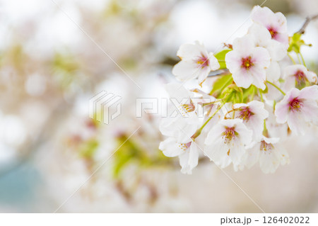 桧木内川堤の桜。日本、秋田 126402022