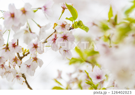 桧木内川堤の桜。日本、秋田 126402023