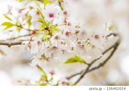 桧木内川堤の桜。日本、秋田 126402024